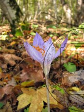 Шафран красивый 002